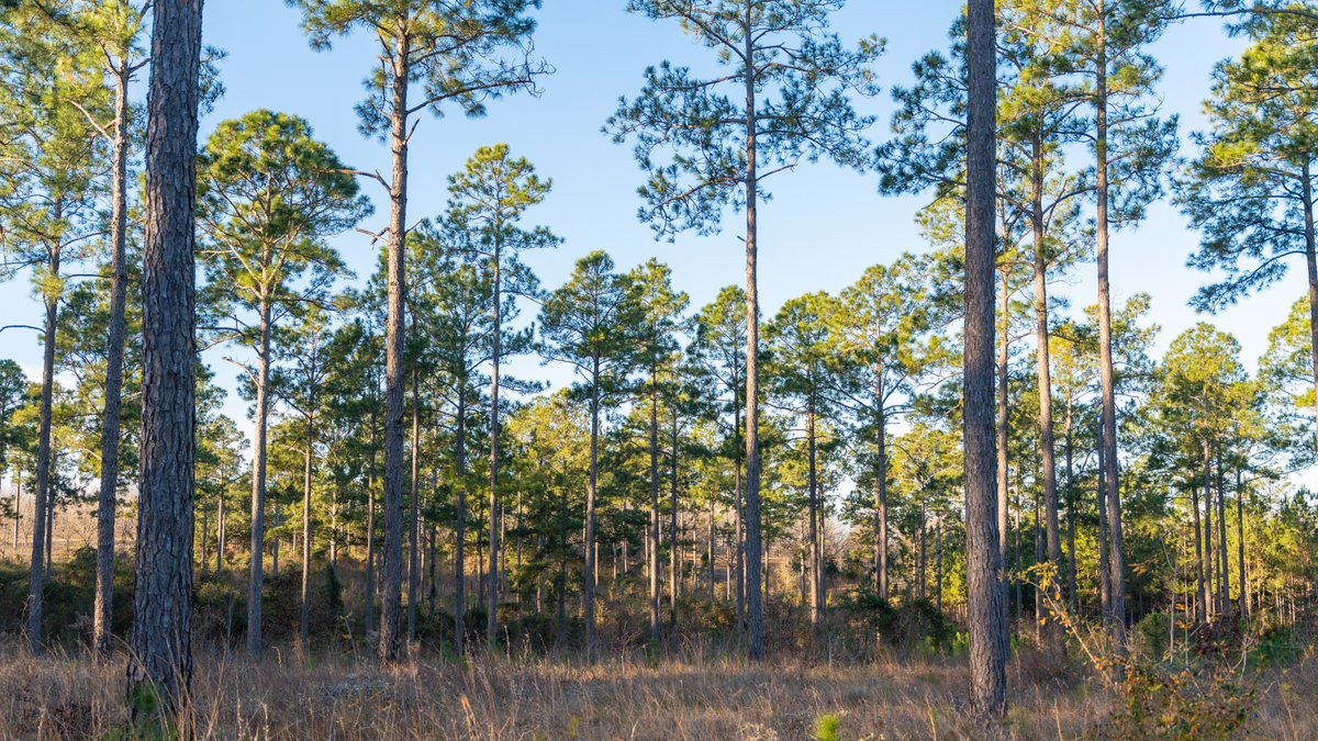 Image for RESERVE HAS BEEN MET! 40.1 +/- Acres - Pleasant Grove Pines (2) Potential Homesites w/ Recreational Acreage