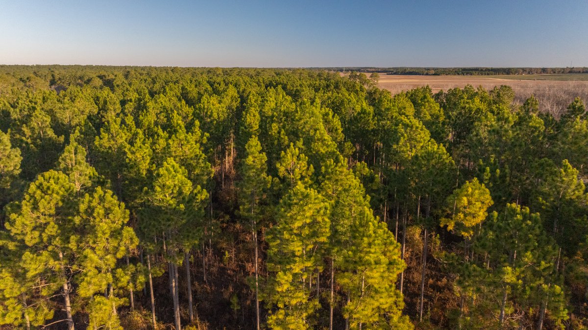 Image for RESERVE HAS BEEN MET! 40.1 +/- Acres - Pleasant Grove Pines (2) Potential Homesites w/ Recreational Acreage