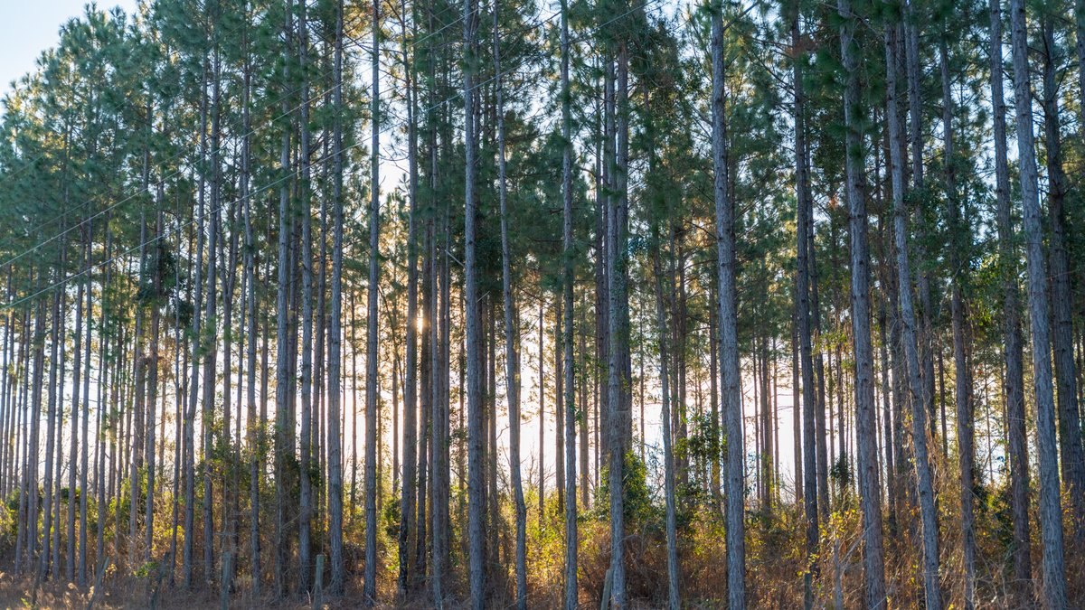Image for RESERVE HAS BEEN MET! 40.1 +/- Acres - Pleasant Grove Pines (2) Potential Homesites w/ Recreational Acreage