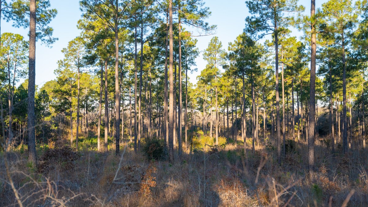 Image for RESERVE HAS BEEN MET! 40.1 +/- Acres - Pleasant Grove Pines (2) Potential Homesites w/ Recreational Acreage