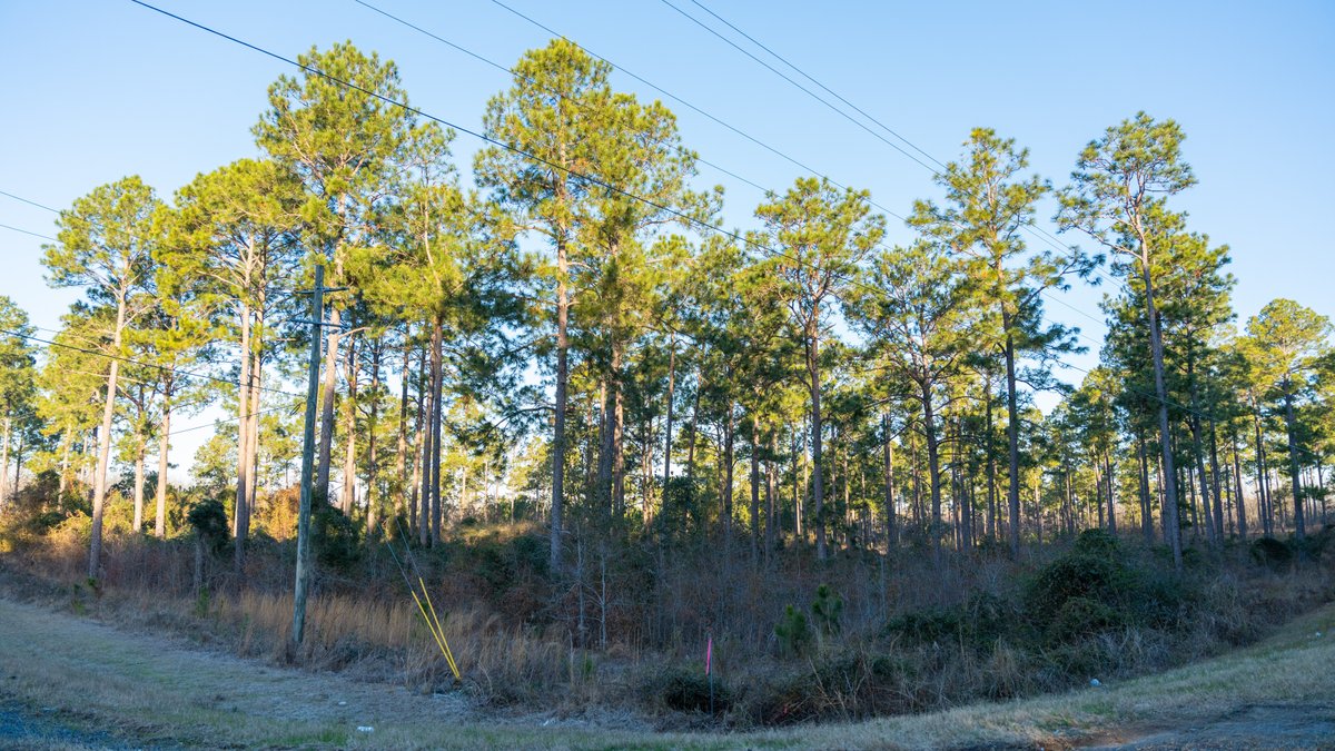 Image for RESERVE HAS BEEN MET! 40.1 +/- Acres - Pleasant Grove Pines (2) Potential Homesites w/ Recreational Acreage