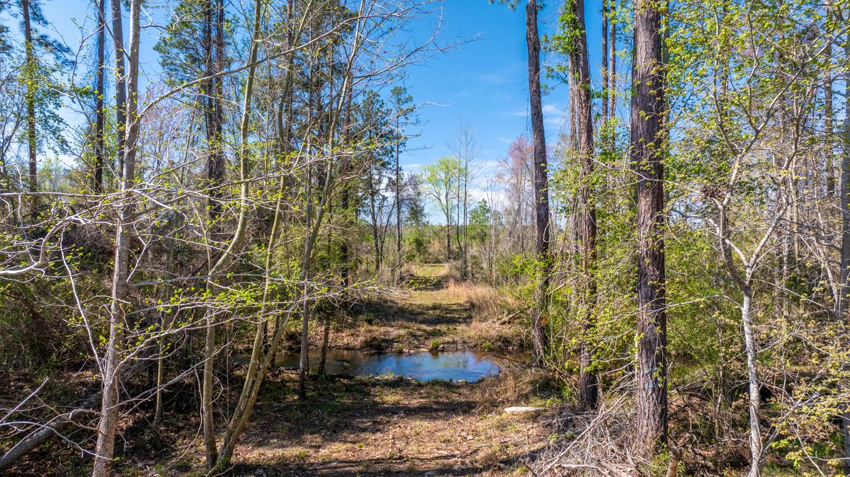 Image for The Sugar Creek Tract - Premier Hunting & Investment Opportunity - 252+/- Acres in Dodge County, Georgia