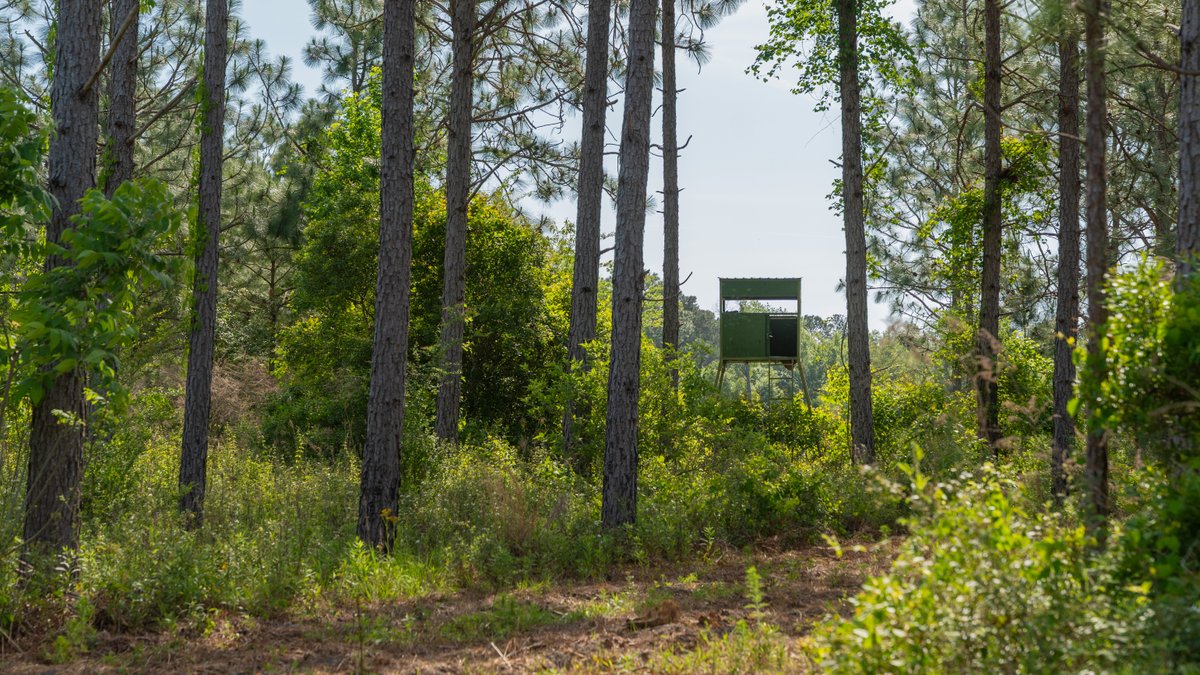 Image for 195+/- Total Acres - Premium Recreational Tract - Trophy Whitetails, Stocked Ponds & Plantation Pines