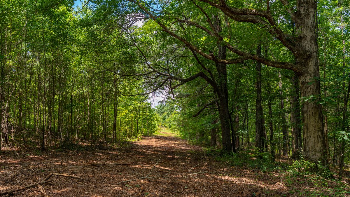 Image for 300.93+/- Acres - Rock Quarry Ridge - Sportsman’s Paradise w/ Beautiful Lakes & Homesite Potential - Offered Divided & As a Whole