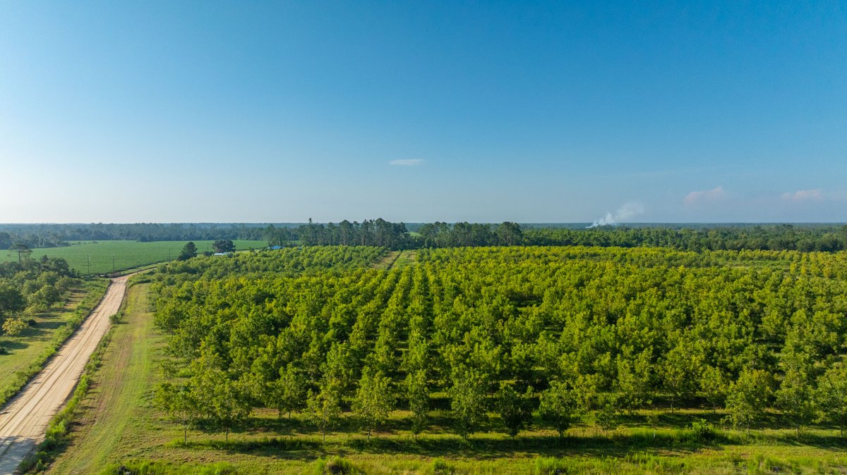Image for 187± Acres - Carter Orchard - Residential Lots with Road Frontage on Lakeland Highway - Young Irrigated Orchard w/ Oak Hardwood Areas