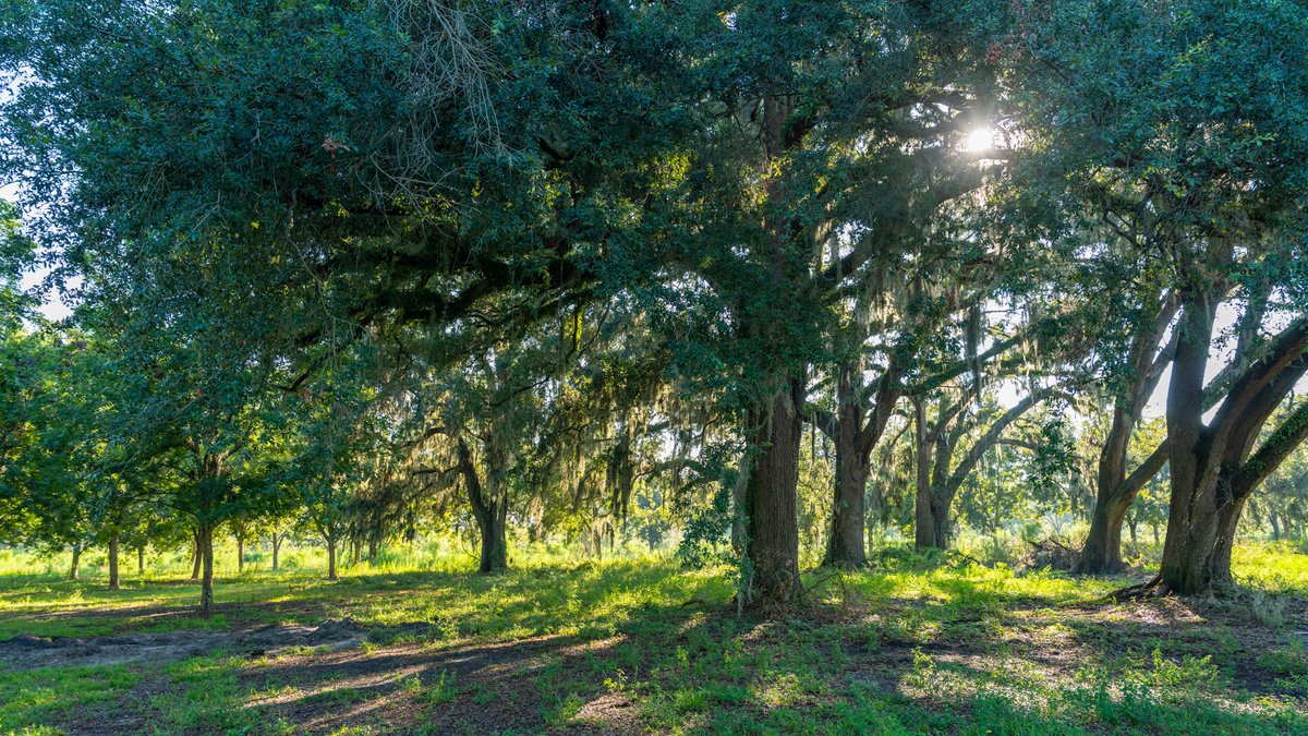 Image for 187± Acres - Carter Orchard - Residential Lots with Road Frontage on Lakeland Highway - Young Irrigated Orchard w/ Oak Hardwood Areas