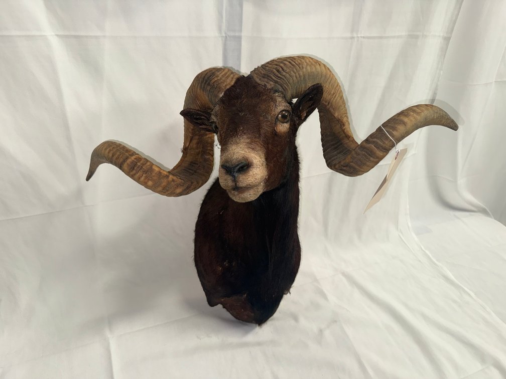 Image for Coins, Knives & Sportsman’s Online Only Auction