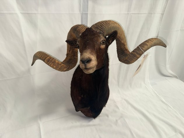 Image for Coins, Knives & Sportsman’s Online Only Auction