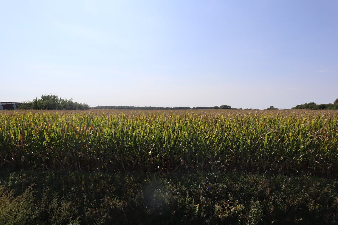 Image for Wangelin Family Farmland Auction
