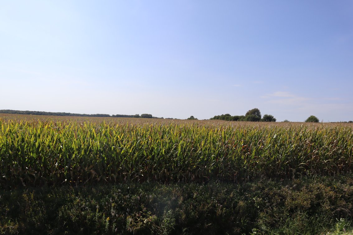 Image for Wangelin Family Farmland Auction