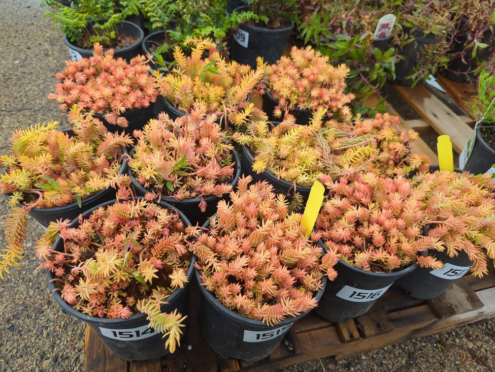 Image for 2026 Waupun Nursery Stock Online Auction