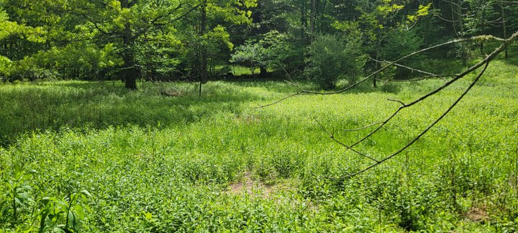 Image for Hunters Paradise with 103 Acres near Halleck Road, Morgantown WV!!!