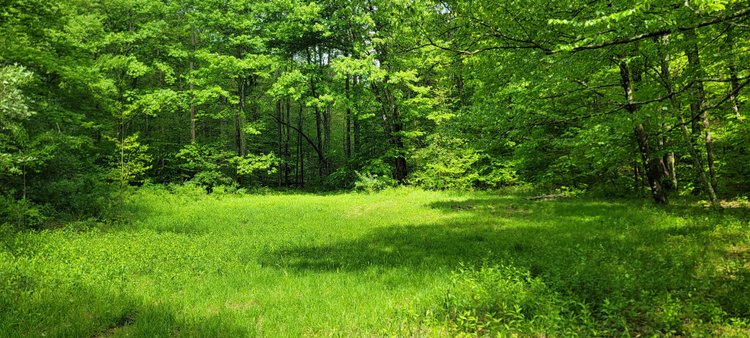 Image for Hunters Paradise with 103 Acres near Halleck Road, Morgantown WV!!!