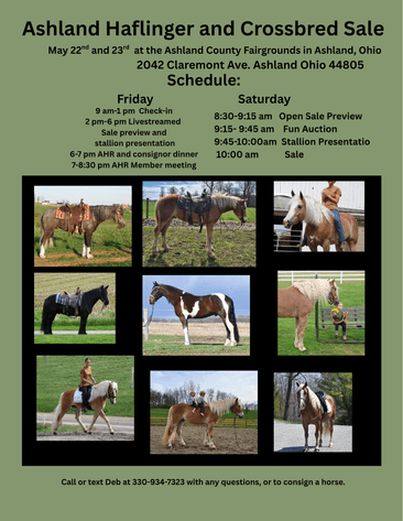 Image for Ashland Haflinger Sale 2026