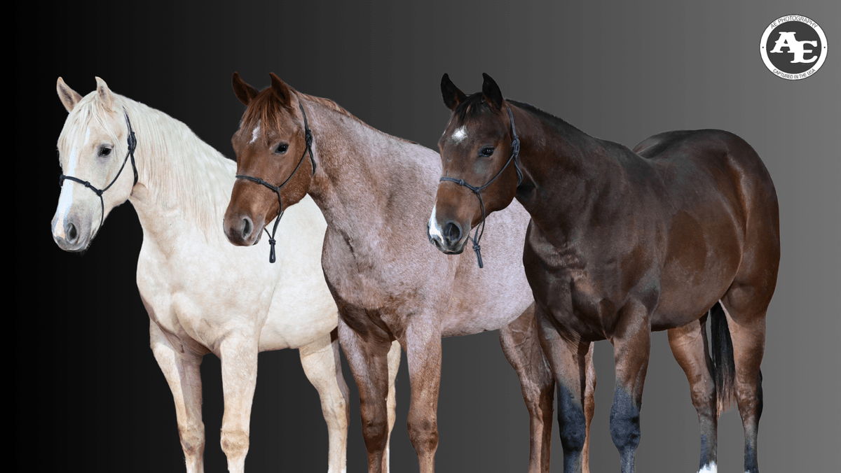 Image for Penn State University 23rd Annual QH Sale