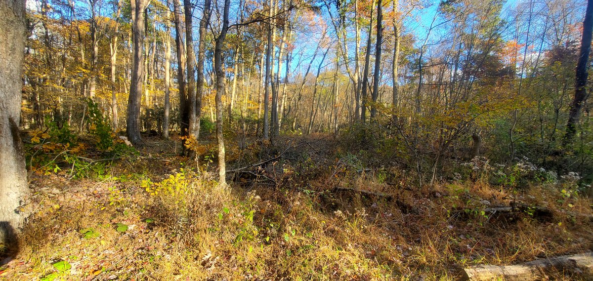 Image for PENDING SALE! Preston County Acreage! 1.25 Acres BIG SANDY! Beautiful land off of Salem Road! Bidding Begins Closing on December 11th, 2025, at 6:00 p.m.