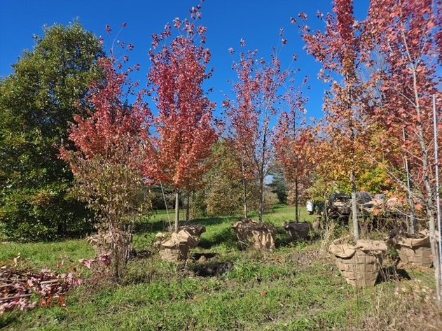 Image for CLAVEY'S NURSERY, INC.