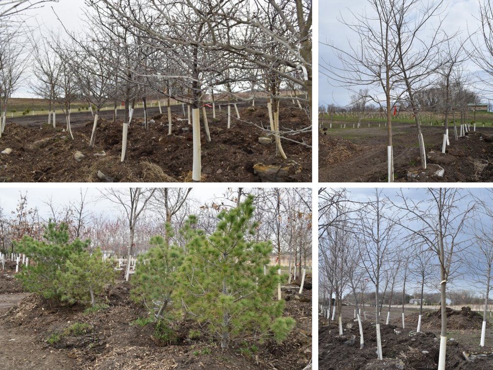 Spring Tree Auction