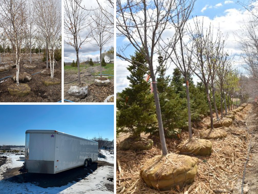 Tree Auction: 200+ Trees
