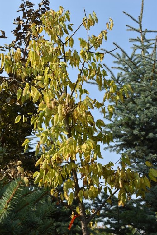 Tree Auction in Loretto, MN: Spruce, River Birch, Hackberry (127890)