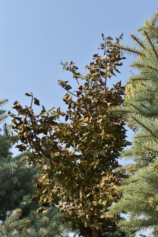 Tree Auction in Loretto, MN: Spruce, River Birch, Hackberry (127890)