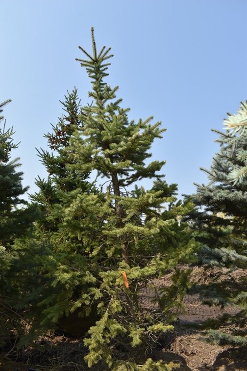 Tree Auction in Loretto, MN: Spruce, River Birch, Hackberry (127890)