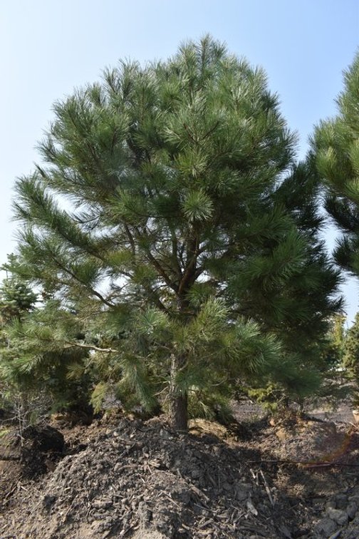 Tree Auction in Loretto, MN: Spruce, River Birch, Hackberry (127890)