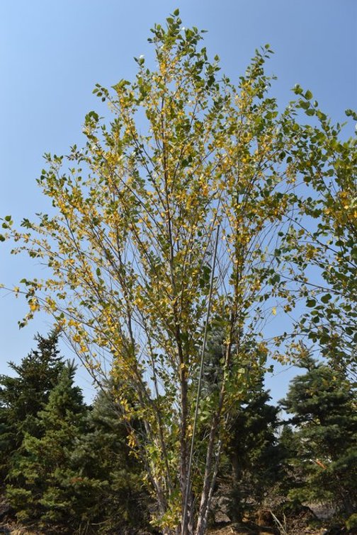 Tree Auction in Loretto, MN: Spruce, River Birch, Hackberry (127890)