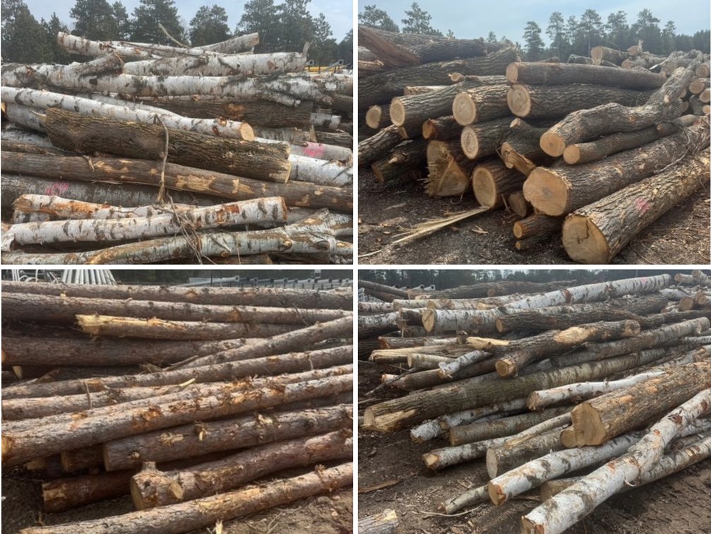 Fire Wood and Lumber Logs (159543)