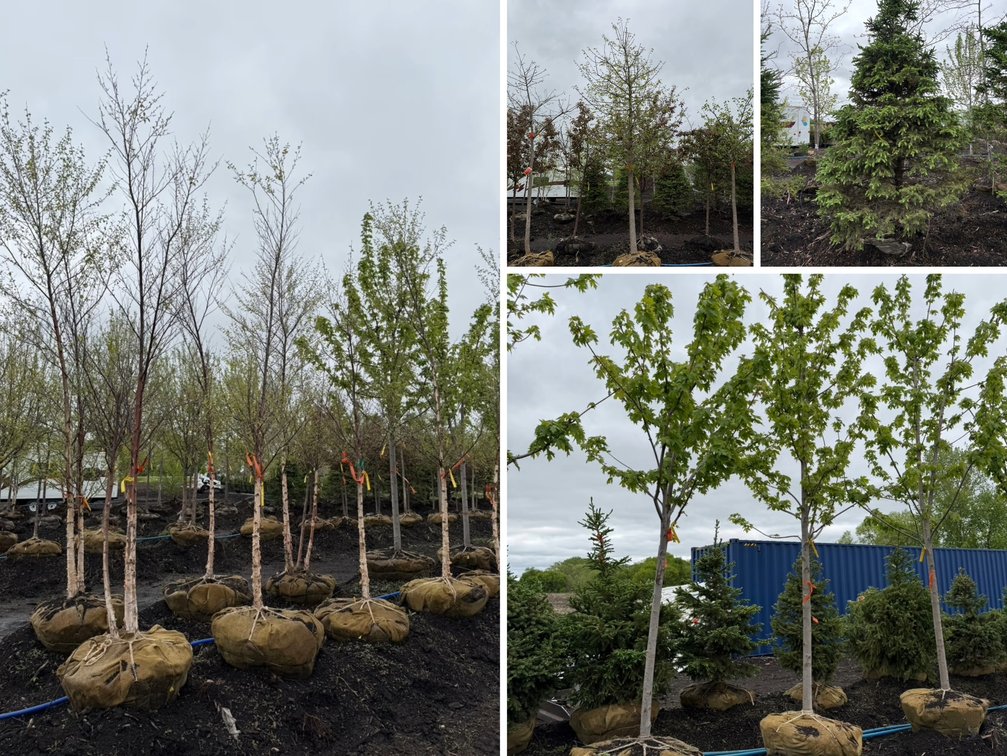 Spring Tree Auction (162641)