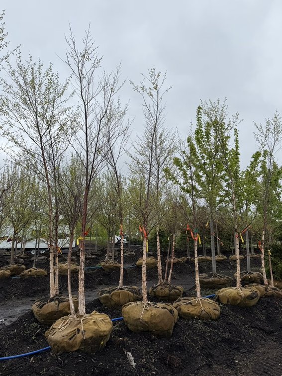 Spring Tree Auction (162641)