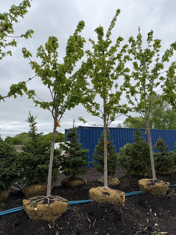 Spring Tree Auction (162641)