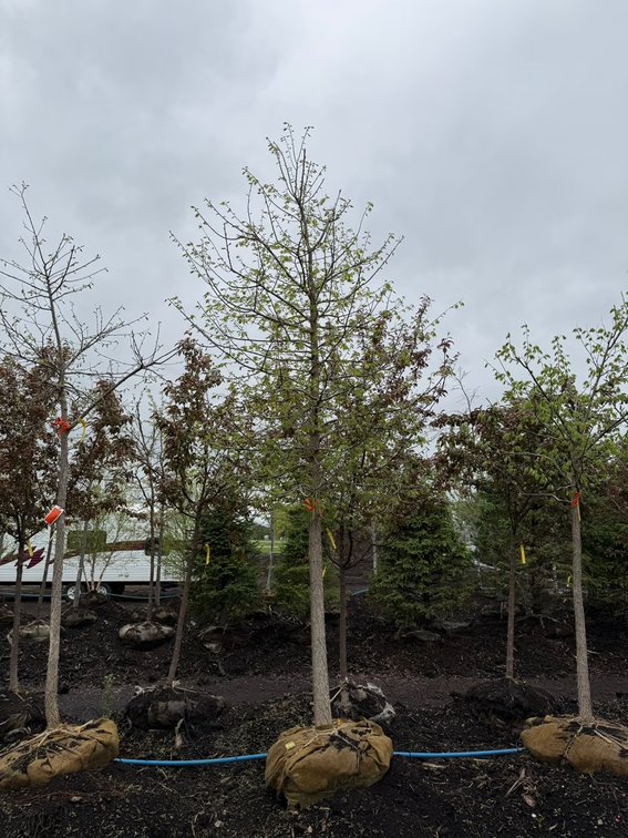 Spring Tree Auction (162641)