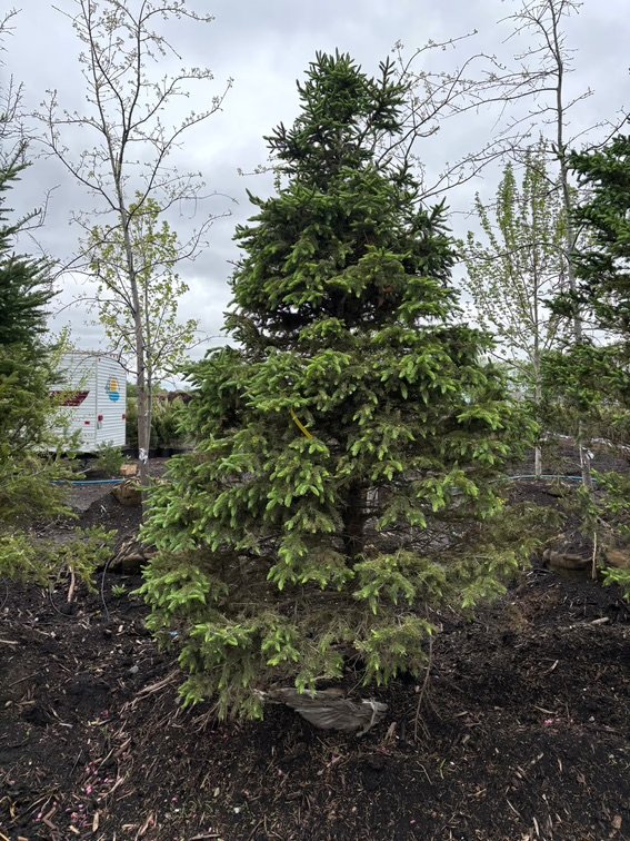 Spring Tree Auction (162641)