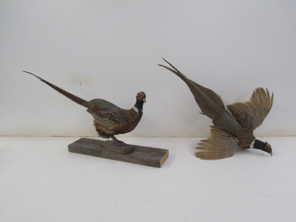 Ideal Corners October Consignment Auction, Pequot Lakes, MN