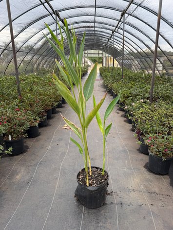 Image for Lincoln Lawn & Garden Annual Plant Sale