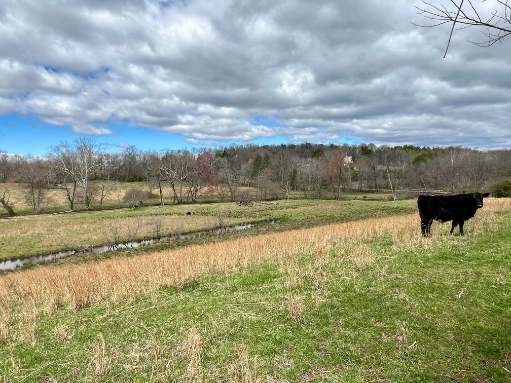 Image for 10 +/- Acre Parcel w/1,500' +/- of Road Frontage & Mountain Views in Culpeper County, VA--SELLING to the HIGHEST BIDDER!!