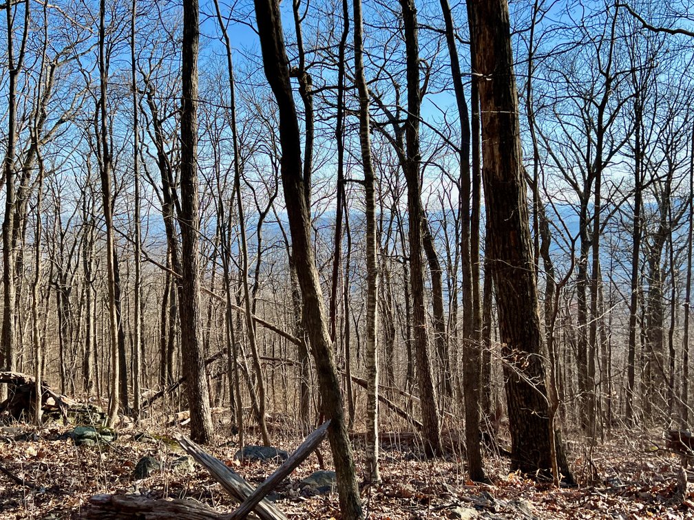 Image for 4 BR/1.5 BA Period Correct Relocated 1850's Log Cabin on 10 +/- Acres w/Amazing Mountain Views in Greene County, VA--ONLINE ONLY BIDDING!!