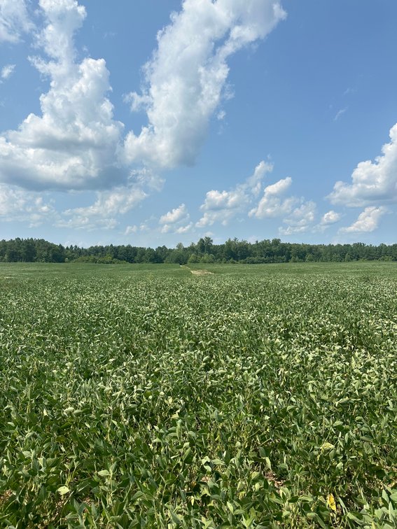 Image for 1,600 +/- Acres w/5 +/- Miles of South Anna River Frontage, 6 miles from I-64 & 30 Miles From Charlottesville & Short Pump, VA--Louisa County, VA