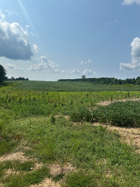 Image for 1,600 +/- Acres w/5 +/- Miles of South Anna River Frontage, 6 miles from I-64 & 30 Miles From Charlottesville & Short Pump, VA--Louisa County, VA