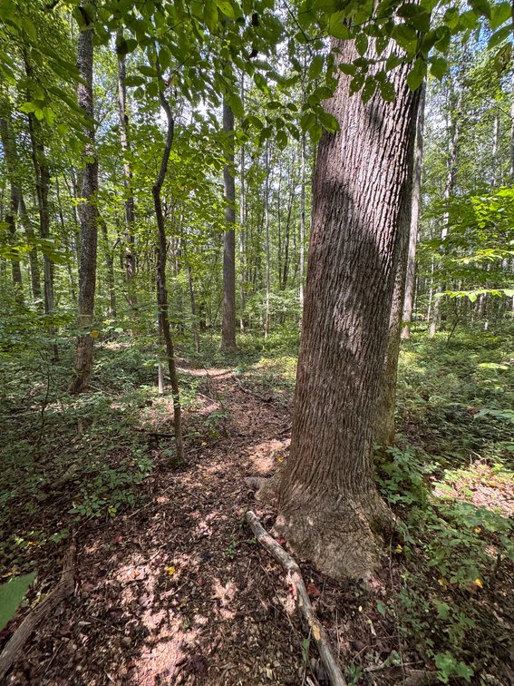 Image for 3 BR/2 BA Home w/Finished Walk-Out Basement & 2 Large Detached Garages on 2 +/- Acres--Fauquier County, VA
