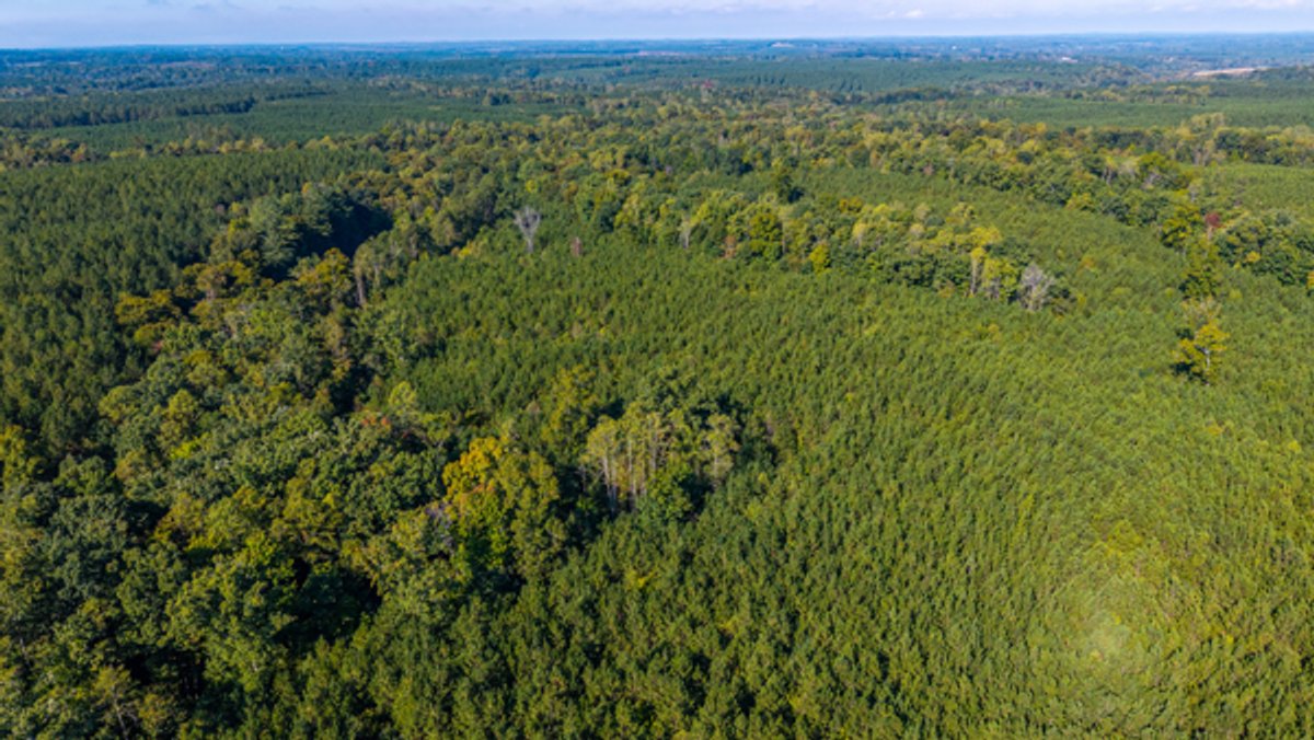 Image for 162 +/- Acres of Campbell County, VA Land Featuring Merchantable Timber, Potential Homesite, Road Frontage, Open & Wooded Sections, Pond, Wildlife & Agricultural Zoning!!