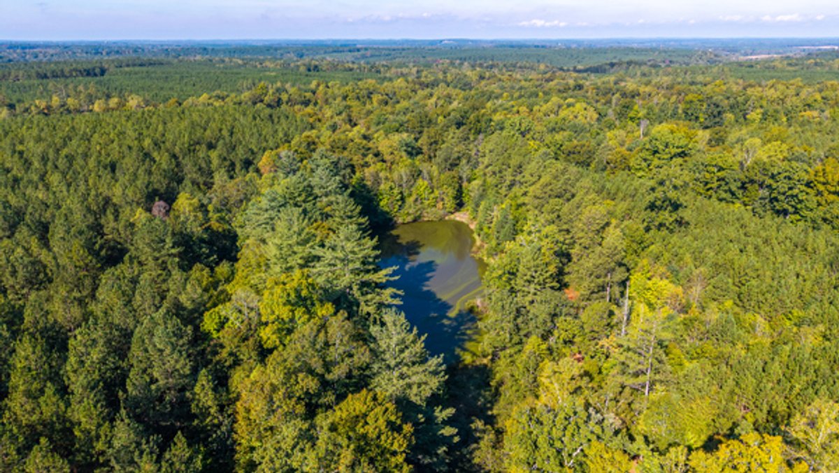 Image for 162 +/- Acres of Campbell County, VA Land Featuring Merchantable Timber, Potential Homesite, Road Frontage, Open & Wooded Sections, Pond, Wildlife & Agricultural Zoning!!
