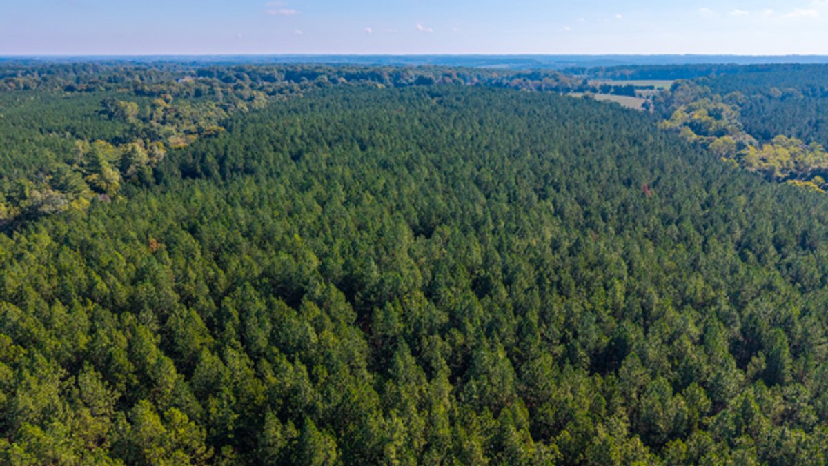 Image for 162 +/- Acres of Campbell County, VA Land Featuring Merchantable Timber, Potential Homesite, Road Frontage, Open & Wooded Sections, Pond, Wildlife & Agricultural Zoning!!