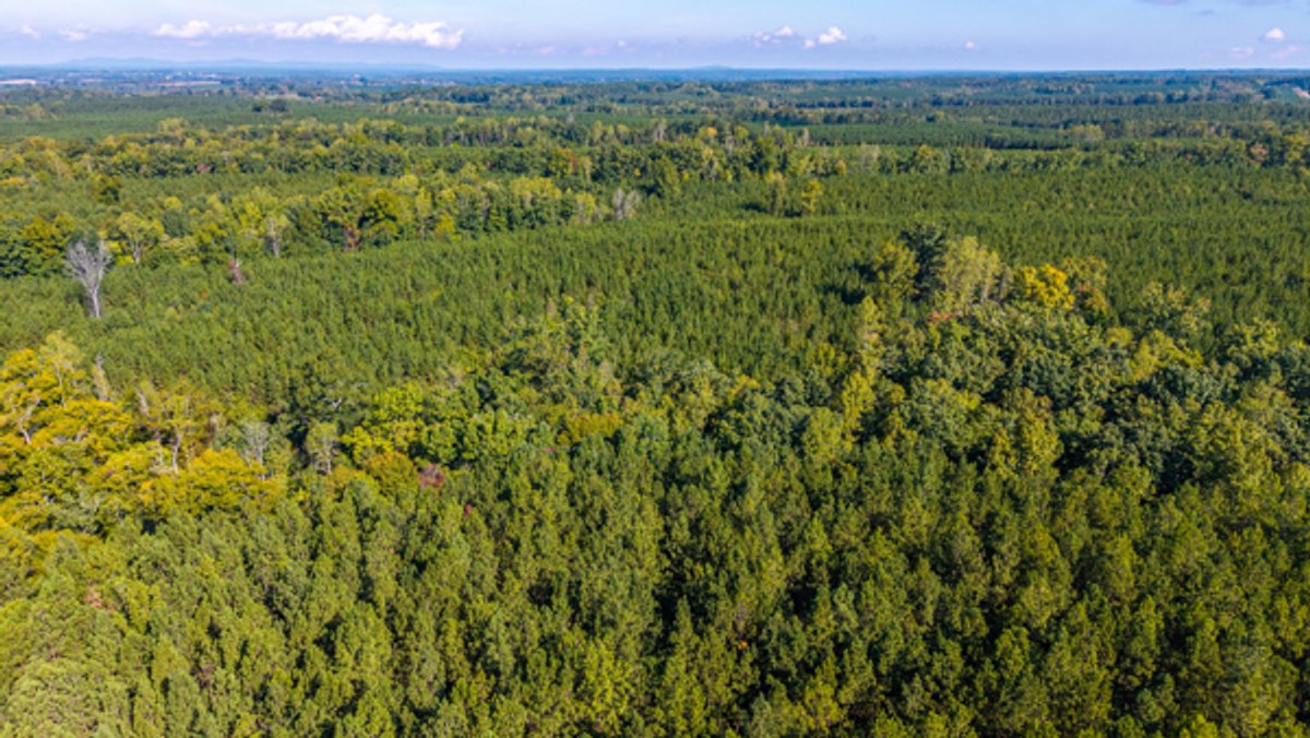 Image for 162 +/- Acres of Campbell County, VA Land Featuring Merchantable Timber, Potential Homesite, Road Frontage, Open & Wooded Sections, Pond, Wildlife & Agricultural Zoning!!