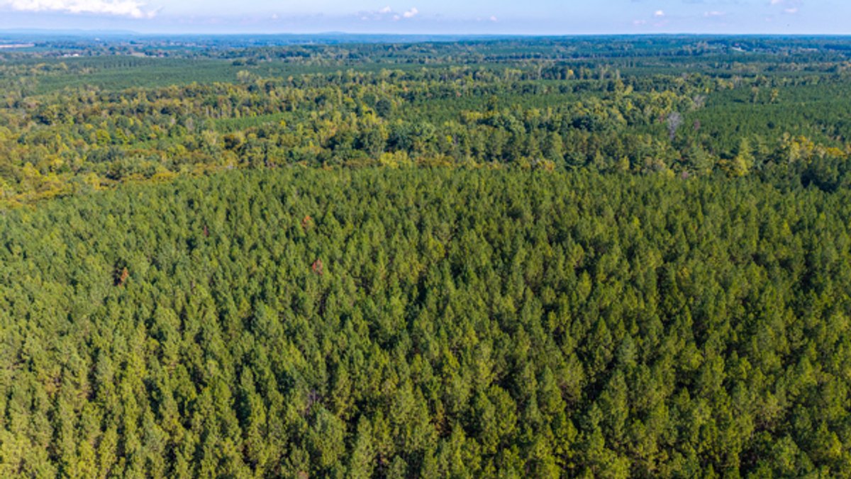 Image for 162 +/- Acres of Campbell County, VA Land Featuring Merchantable Timber, Potential Homesite, Road Frontage, Open & Wooded Sections, Pond, Wildlife & Agricultural Zoning!!