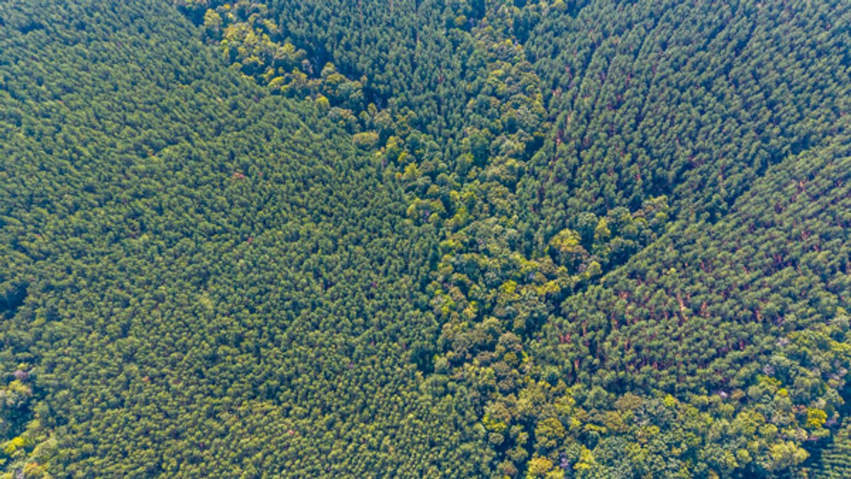 Image for 162 +/- Acres of Campbell County, VA Land Featuring Merchantable Timber, Potential Homesite, Road Frontage, Open & Wooded Sections, Pond, Wildlife & Agricultural Zoning!!