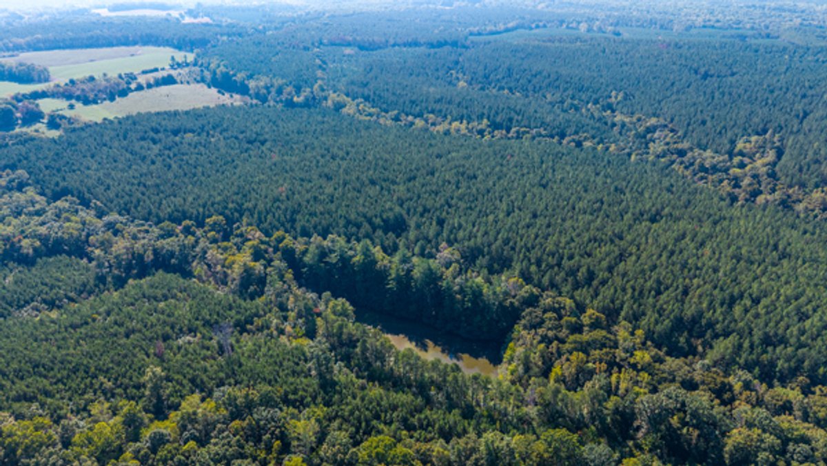 Image for 162 +/- Acres of Campbell County, VA Land Featuring Merchantable Timber, Potential Homesite, Road Frontage, Open & Wooded Sections, Pond, Wildlife & Agricultural Zoning!!