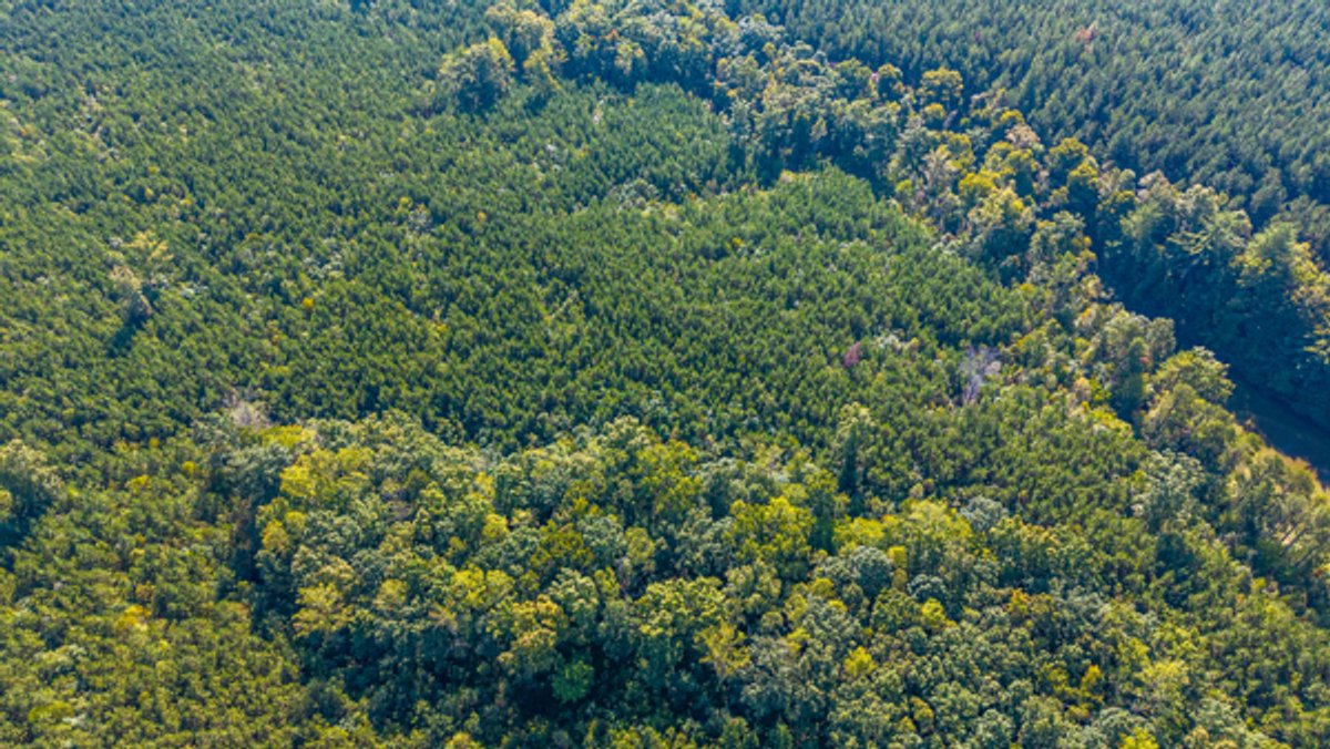 Image for 162 +/- Acres of Campbell County, VA Land Featuring Merchantable Timber, Potential Homesite, Road Frontage, Open & Wooded Sections, Pond, Wildlife & Agricultural Zoning!!