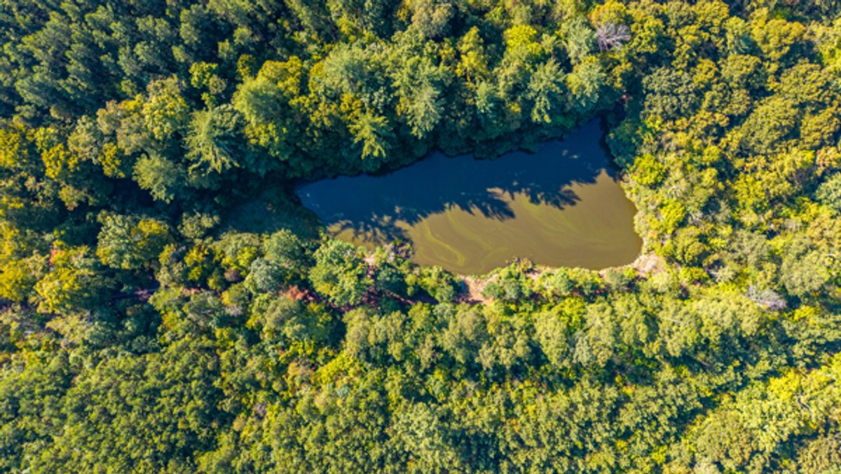 Image for 162 +/- Acres of Campbell County, VA Land Featuring Merchantable Timber, Potential Homesite, Road Frontage, Open & Wooded Sections, Pond, Wildlife & Agricultural Zoning!!